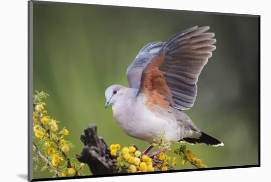 White-tipped dove stretching wings.-Larry Ditto-Mounted Photographic Print