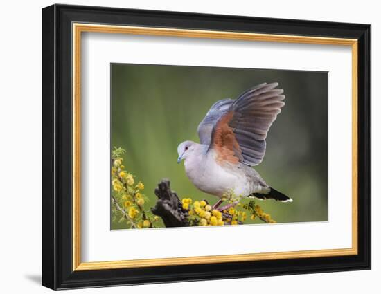 White-tipped dove stretching wings.-Larry Ditto-Framed Photographic Print