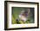 White-tipped dove stretching wings.-Larry Ditto-Framed Photographic Print