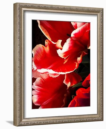 White Tipped Red Tulip I-Rachel Perry-Framed Art Print