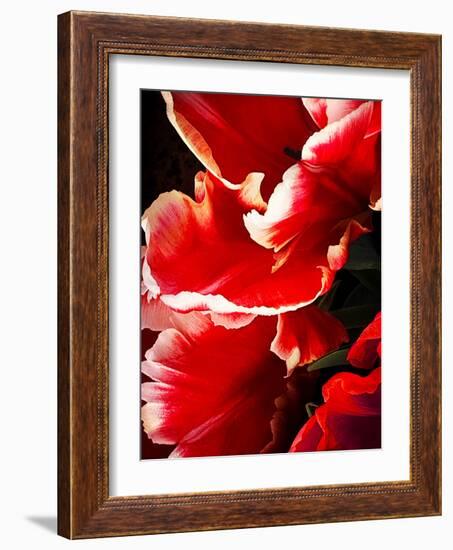 White Tipped Red Tulip I-Rachel Perry-Framed Art Print