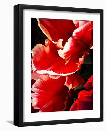 White Tipped Red Tulip I-Rachel Perry-Framed Art Print