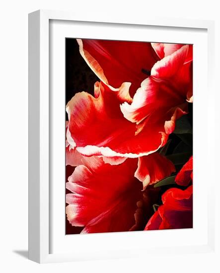 White Tipped Red Tulip I-Rachel Perry-Framed Art Print