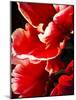 White Tipped Red Tulip I-Rachel Perry-Mounted Art Print