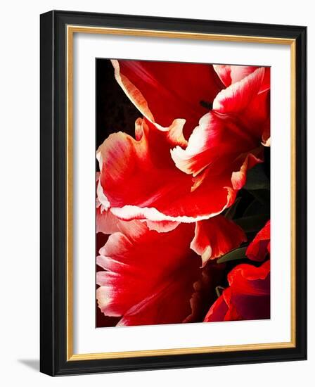 White Tipped Red Tulip I-Rachel Perry-Framed Art Print