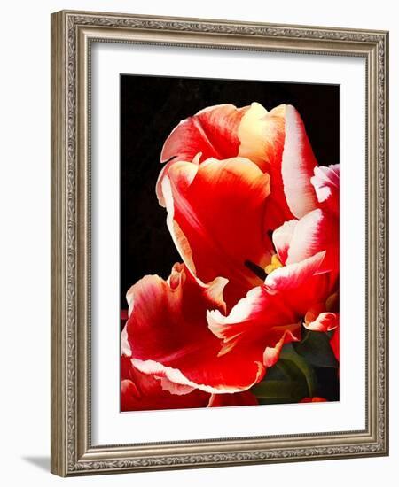 White Tipped Red Tulip II-Rachel Perry-Framed Art Print