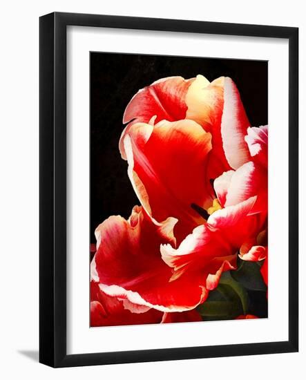 White Tipped Red Tulip II-Rachel Perry-Framed Art Print
