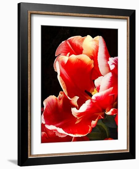 White Tipped Red Tulip II-Rachel Perry-Framed Art Print