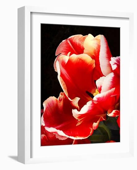 White Tipped Red Tulip II-Rachel Perry-Framed Art Print