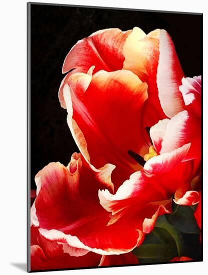 White Tipped Red Tulip II-Rachel Perry-Mounted Art Print