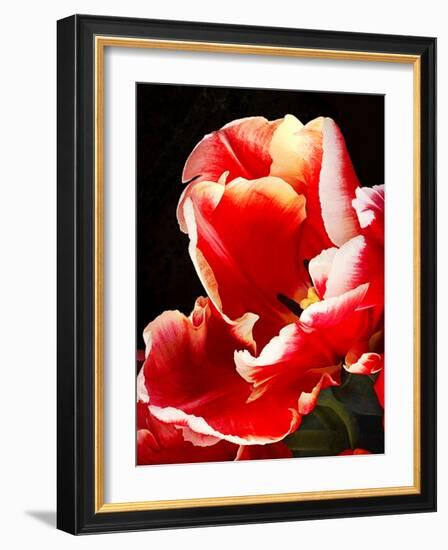 White Tipped Red Tulip II-Rachel Perry-Framed Art Print