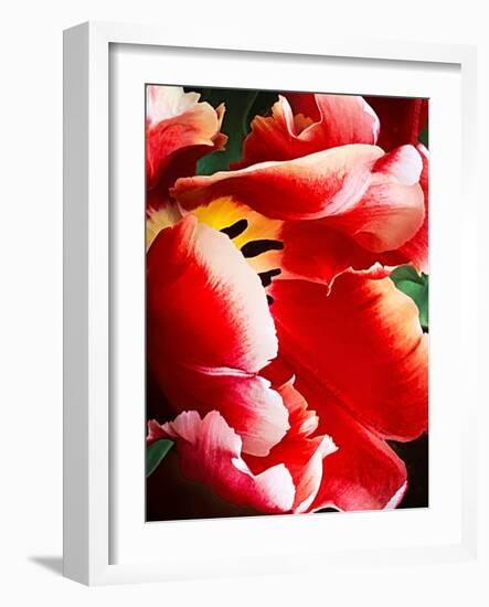 White Tipped Red Tulip III-Rachel Perry-Framed Art Print