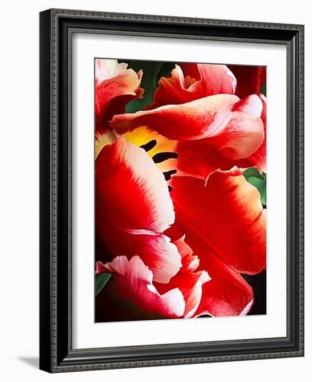 White Tipped Red Tulip III-Rachel Perry-Framed Art Print