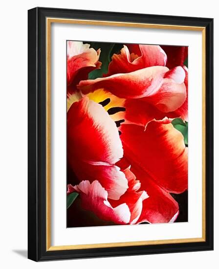 White Tipped Red Tulip III-Rachel Perry-Framed Art Print