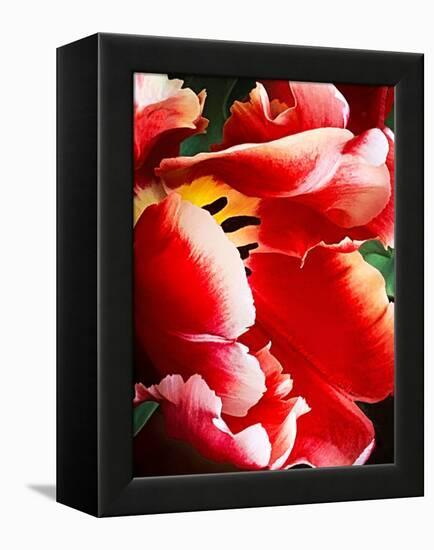 White Tipped Red Tulip III-Rachel Perry-Framed Stretched Canvas