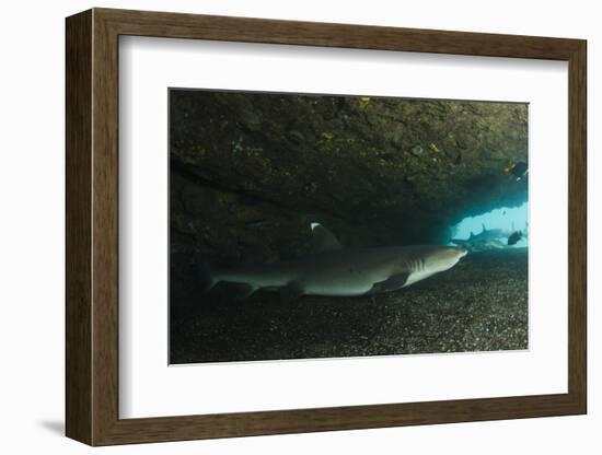 White-Tipped Reef Shark (Triaenodon Obesus), Ecuador-Pete Oxford-Framed Photographic Print