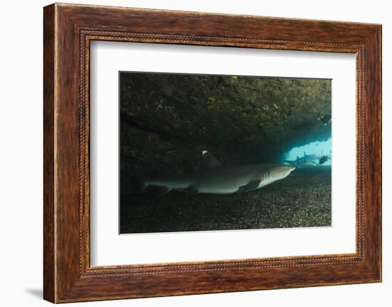 White-Tipped Reef Shark (Triaenodon Obesus), Ecuador-Pete Oxford-Framed Photographic Print