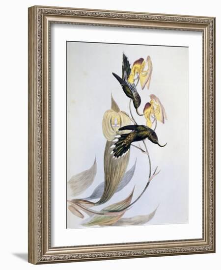 White-Tipped Sicklebill (Eutoxeres Aquila)-John Gould-Framed Giclee Print