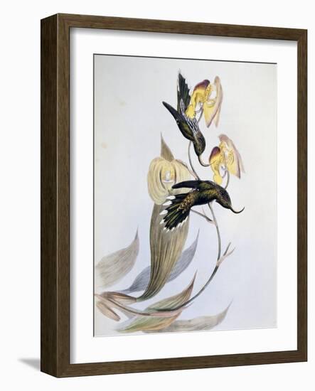 White-Tipped Sicklebill (Eutoxeres Aquila)-John Gould-Framed Giclee Print