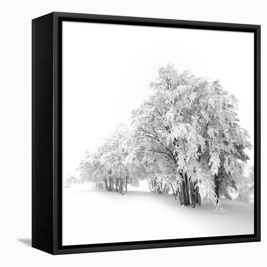 White Trees-Philippe Sainte-Laudy-Framed Premier Image Canvas