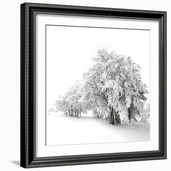 White Trees-Philippe Sainte-Laudy-Framed Photographic Print