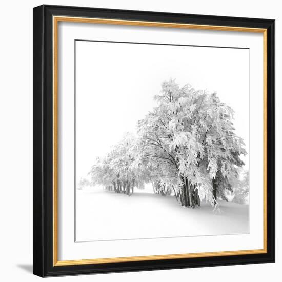 White Trees-Philippe Sainte-Laudy-Framed Photographic Print