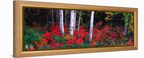 White Trunks of Autumn Aspens and Wild Current, Alaska, USA-Terry Eggers-Framed Premier Image Canvas