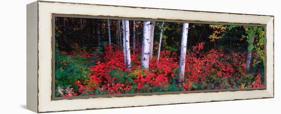 White Trunks of Autumn Aspens and Wild Current, Alaska, USA-Terry Eggers-Framed Premier Image Canvas