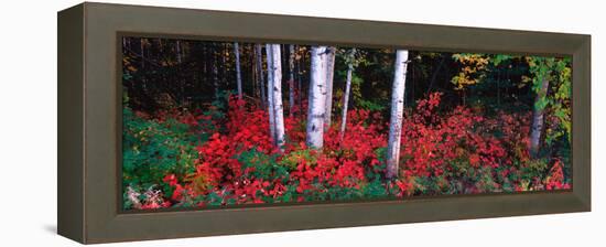 White Trunks of Autumn Aspens and Wild Current, Alaska, USA-Terry Eggers-Framed Premier Image Canvas