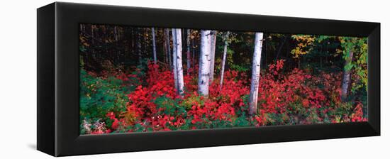 White Trunks of Autumn Aspens and Wild Current, Alaska, USA-Terry Eggers-Framed Premier Image Canvas