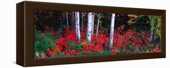 White Trunks of Autumn Aspens and Wild Current, Alaska, USA-Terry Eggers-Framed Premier Image Canvas