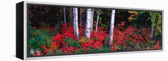 White Trunks of Autumn Aspens and Wild Current, Alaska, USA-Terry Eggers-Framed Premier Image Canvas