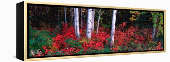White Trunks of Autumn Aspens and Wild Current, Alaska, USA-Terry Eggers-Framed Premier Image Canvas