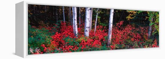 White Trunks of Autumn Aspens and Wild Current, Alaska, USA-Terry Eggers-Framed Premier Image Canvas