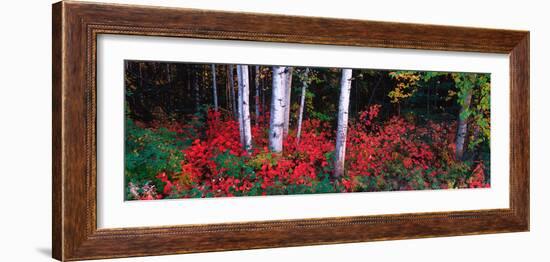 White Trunks of Autumn Aspens and Wild Current, Alaska, USA-Terry Eggers-Framed Photographic Print