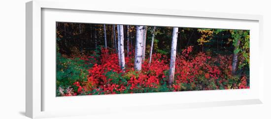 White Trunks of Autumn Aspens and Wild Current, Alaska, USA-Terry Eggers-Framed Photographic Print