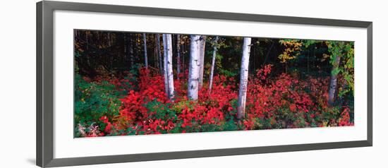 White Trunks of Autumn Aspens and Wild Current, Alaska, USA-Terry Eggers-Framed Photographic Print