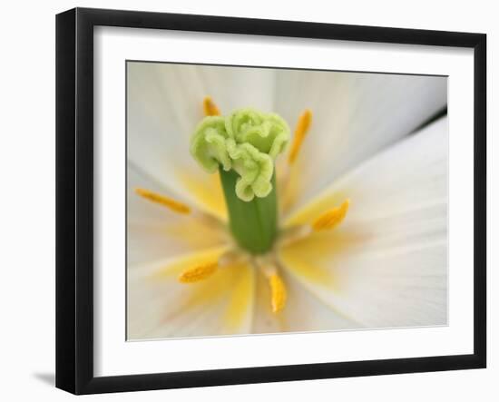 White Tulip Close Up-Anna Miller-Framed Photographic Print