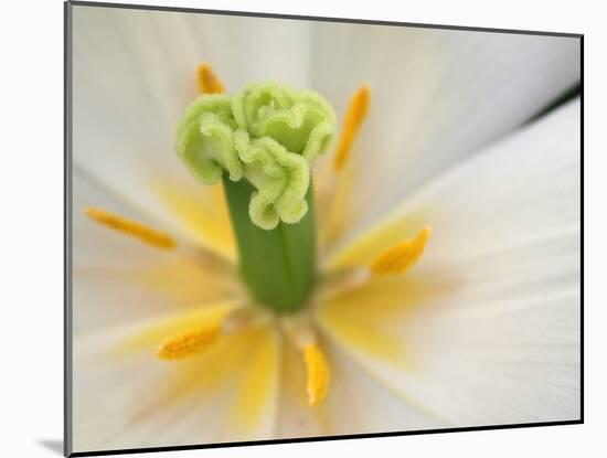 White Tulip Close Up-Anna Miller-Mounted Photographic Print