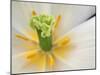 White Tulip Close Up-Anna Miller-Mounted Photographic Print