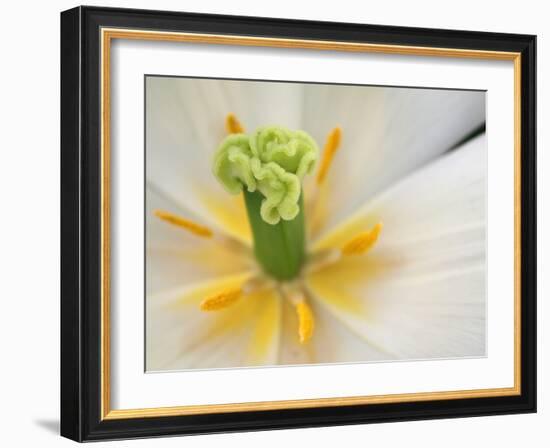 White Tulip Close Up-Anna Miller-Framed Photographic Print