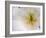 White Tulip Close Up-Anna Miller-Framed Photographic Print