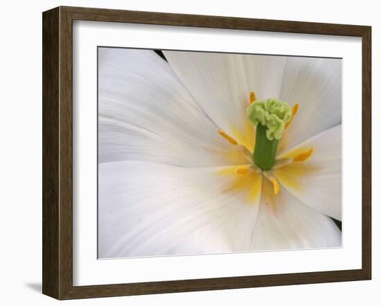 White Tulip Close Up-Anna Miller-Framed Photographic Print