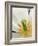 White Tulip Close Up-Anna Miller-Framed Photographic Print