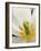 White Tulip Close Up-Anna Miller-Framed Photographic Print