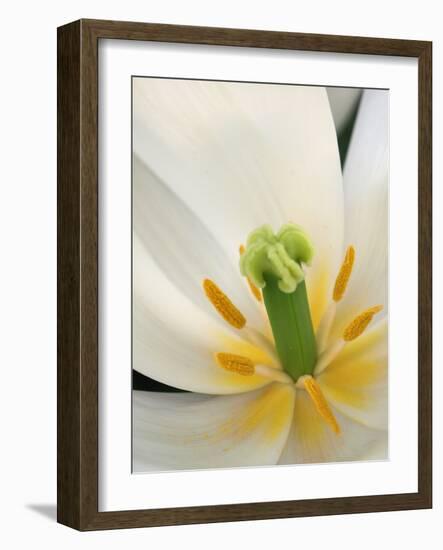 White Tulip Close Up-Anna Miller-Framed Photographic Print