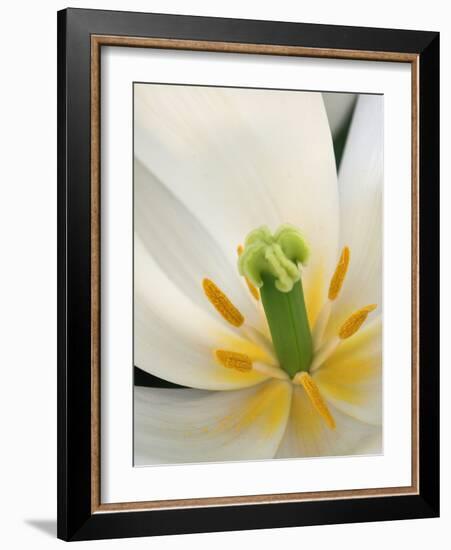 White Tulip Close Up-Anna Miller-Framed Photographic Print