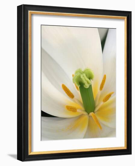 White Tulip Close Up-Anna Miller-Framed Photographic Print