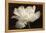 White Tulip II-Cora Niele-Framed Premier Image Canvas