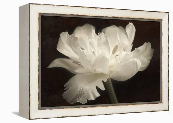 White Tulip II-Cora Niele-Framed Premier Image Canvas